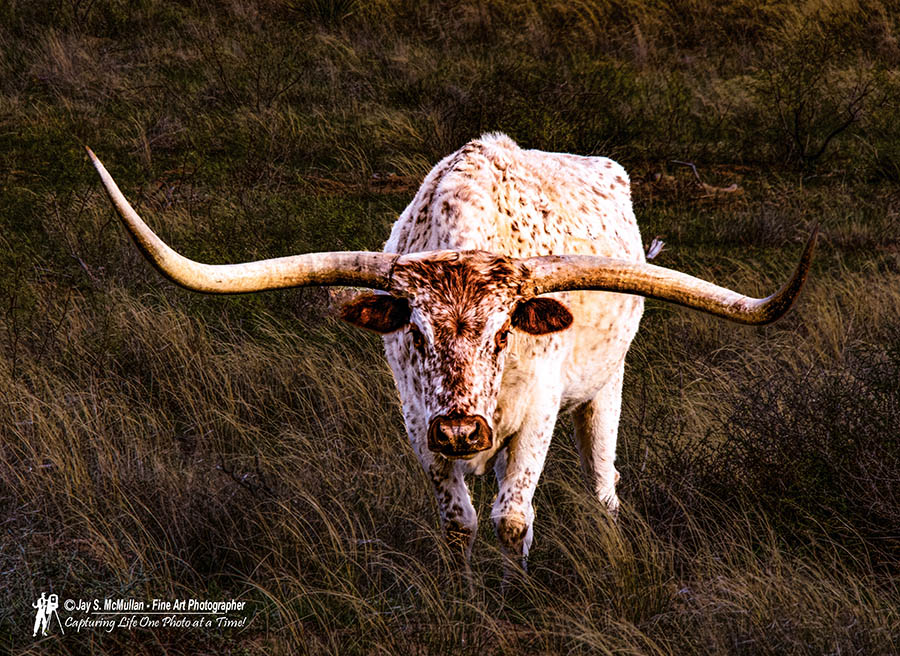 Longhorn